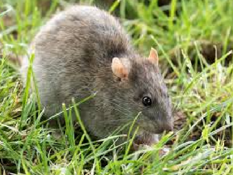 Rat Edit
