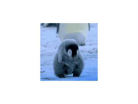 LETS MAKE THIS PENGUIN A TREND 
