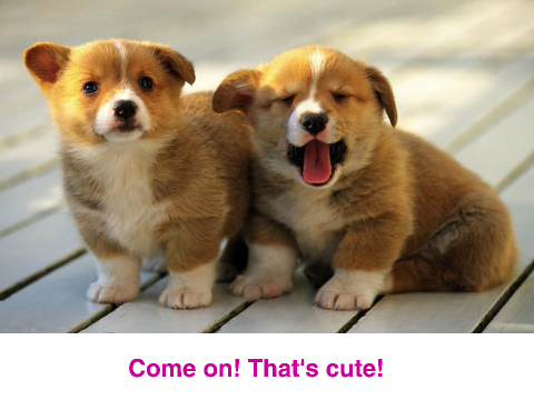 Remix This If You Have Found A Dog Cuter Than This remix