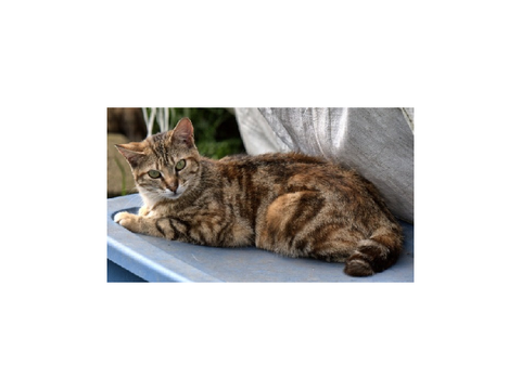 adoption in Holly Clan adopted by @LuNar_KlT13