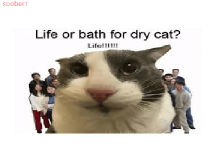 life or bath 4 dry cat..