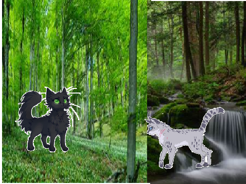 Hollyleaf kills Ashfur