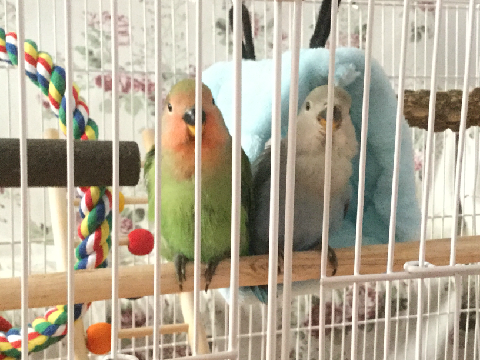LOVEBIRDS!!!!!!!!
