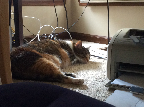 Sleeping kitty