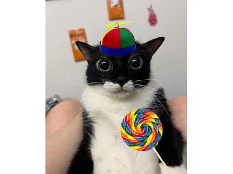 LOLIPOP CAT :D