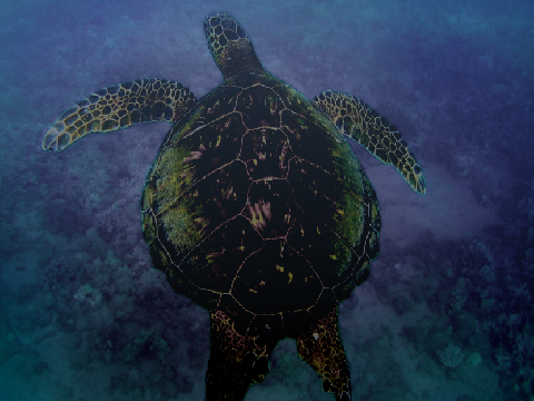 . wip turtle ref .
