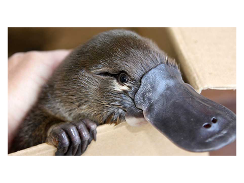 ☄ Platypus’s relationship finder 2.0