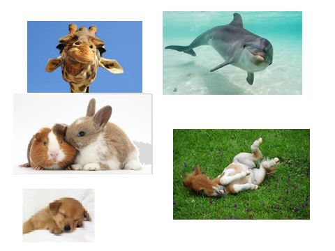 cute animals