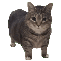 chat i figured it out