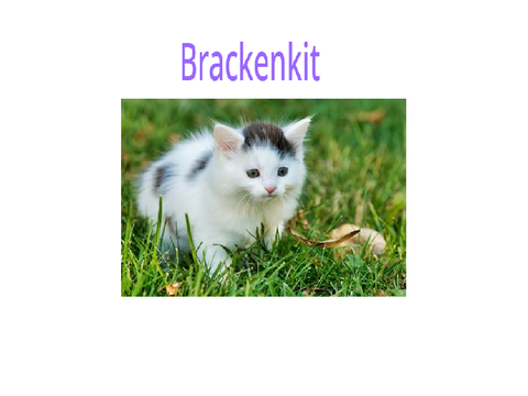 A New Dawn-Warriors cats role play litter of kits