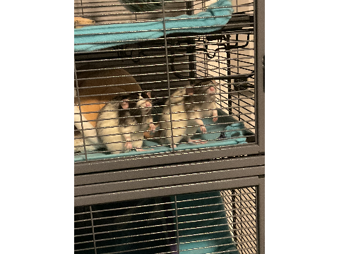 More rat photos because I love my rat bois