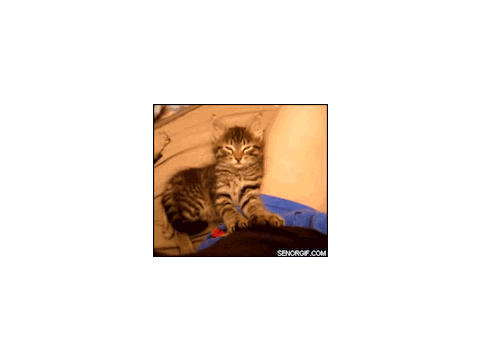 Funny kitten