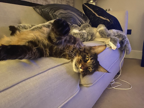 Merlin