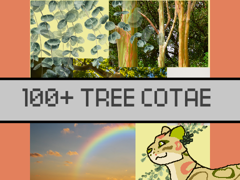 100+ COTAE For Rainbow Eucalyptus! :D