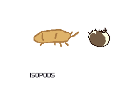 Small Isopods