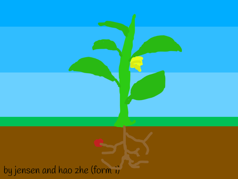 Plant Diagram
