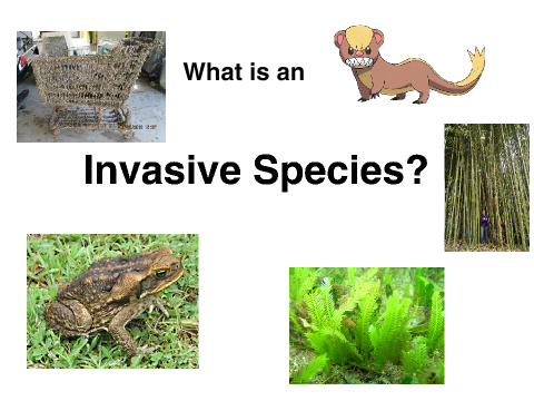 What is an invasive species?