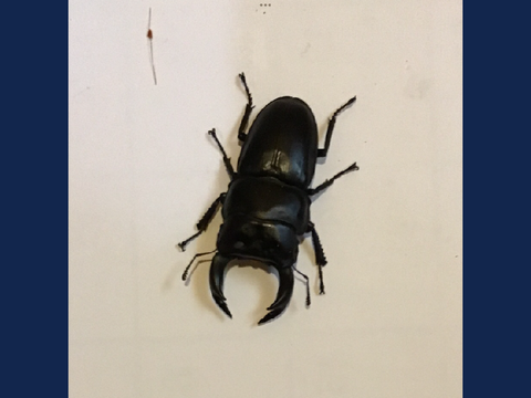クワガタ