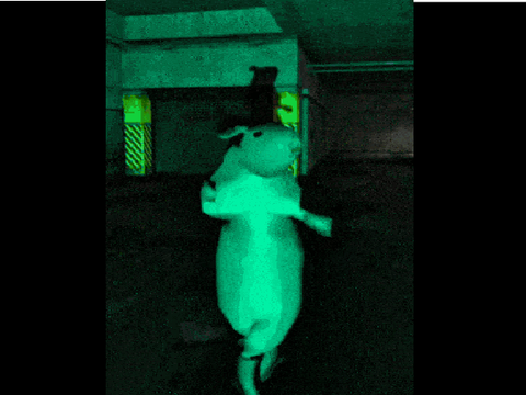 The Rat Dance 