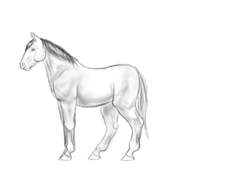 Horse Test Animation