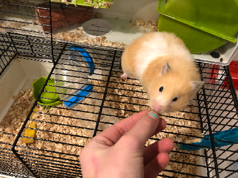 You will be missed, Pepper. 