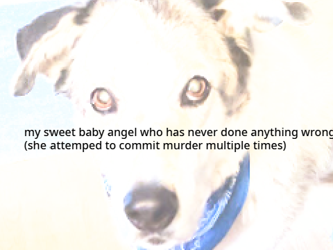 just a few pictures of my dog