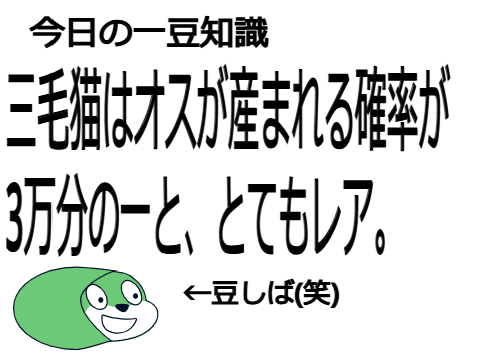 【2025年シリーズ】毎日一まめ豆知識 #80