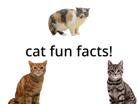 cat puzzle