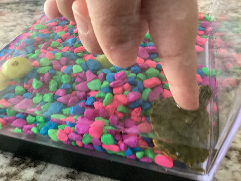 My pet turtle remix
