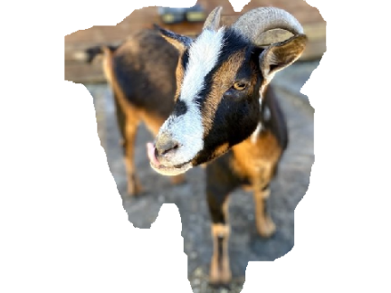 da goat