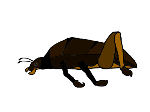 Elf Beetle - Predacus Sylvanus
