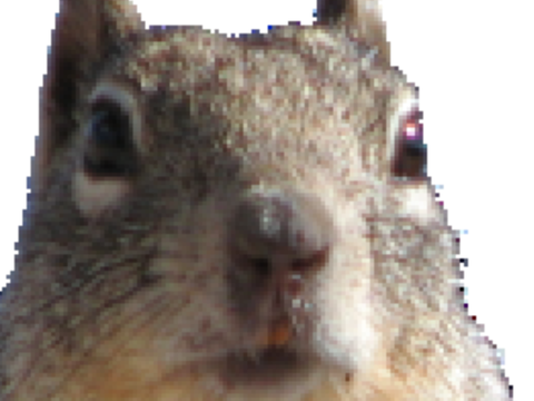 Squirrel suprise