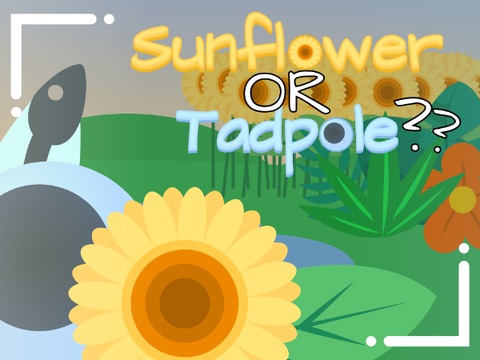 Sunflower or Tadpole?