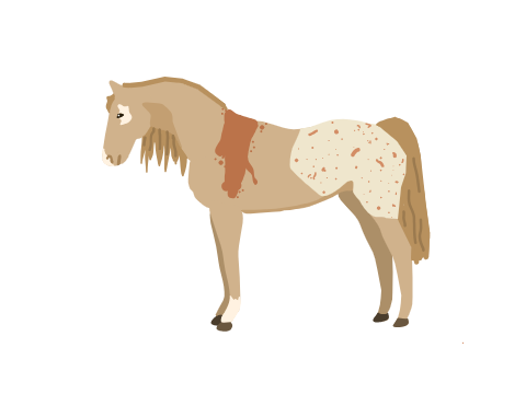 Horse for Tack Fitting