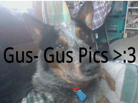 Gus (My dog) Pics >:3