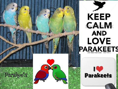 Parakets!