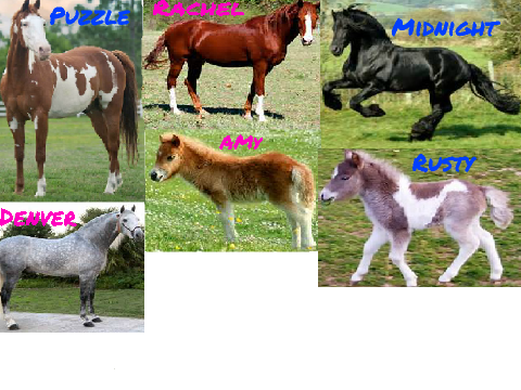 My Horse Oc's