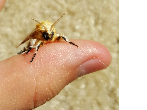 ANGRY MOTH LOL