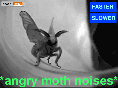 *angry moth noises*
