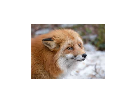 try to pet him, he doesn't bite