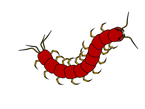 centipede from memory