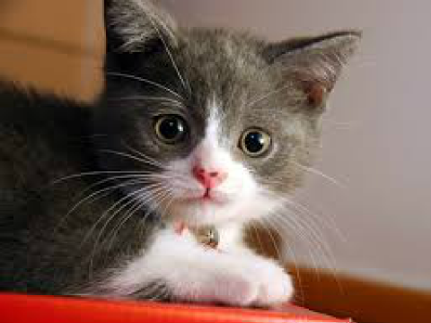  Really cute cats and kittens !!!