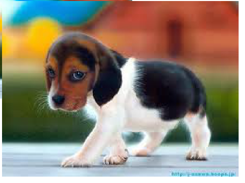 Really cute dogs and puppies !!!