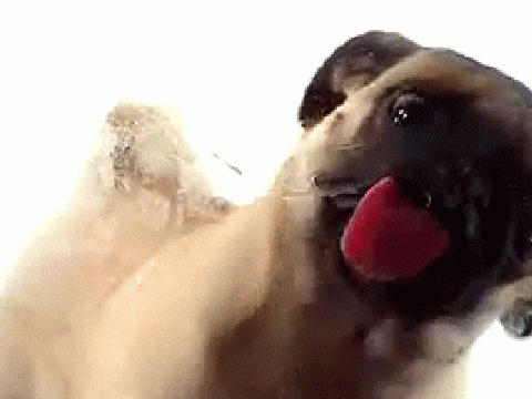The Pug Who Liked Licking the Screen