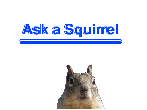 Squirrel Time 