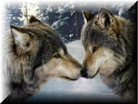 wolf picturs