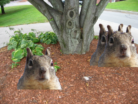 squirrels
