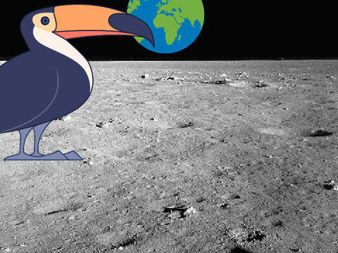 toucan