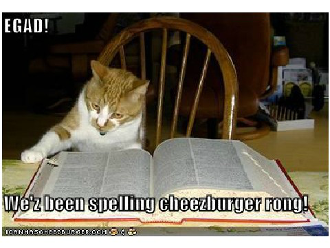Funny cat memes