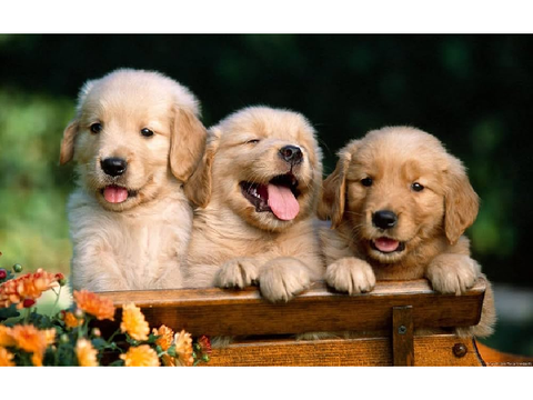 Cute Puppies